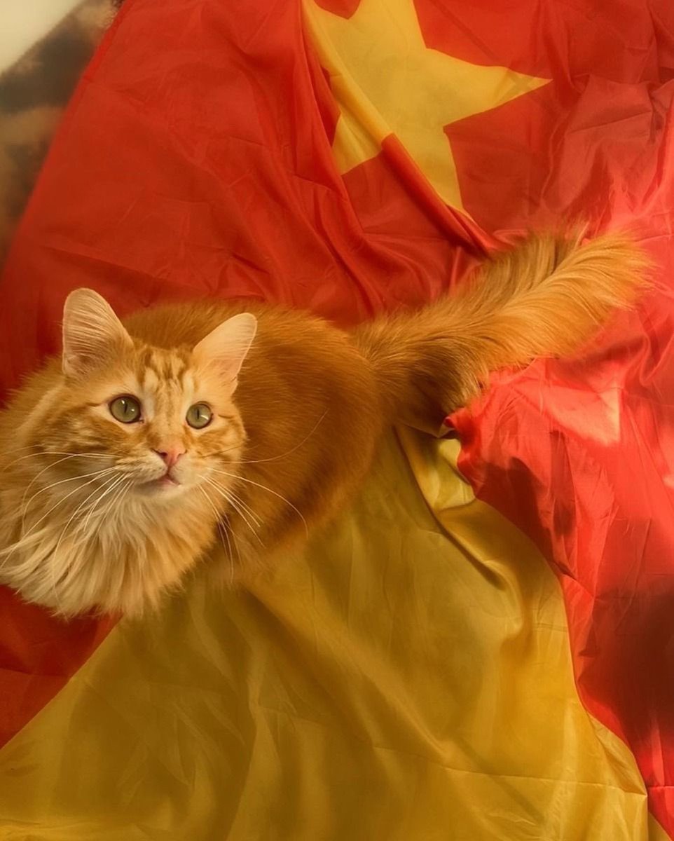 No Cats No Life tweet media