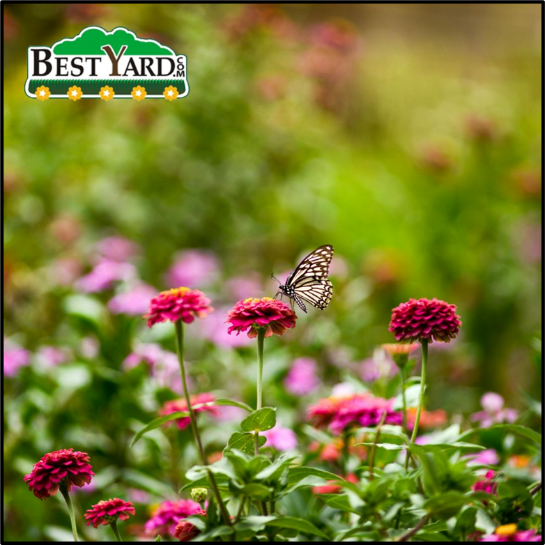 bestyardcom's tweet photo. Are You Looking for professional lawn care services to keep your yard green, healthy, and beautiful? Trust https://t.co/OVl4r3CXZ8 for expert landscaping and maintenance solutions. Know more - https://t.co/ix9j2MQDYx

#LawnCare #Landscaping #Gardening #OutdoorLiving #BestYard https://t.co/jdLLL2JIU5
