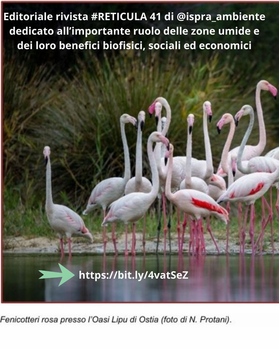 networknnb's tweet photo. Editoriale #RETICULA @ISPRA_Press 
📢 Call for papers aperta fino al 30 giugno p.v.   per monografia 
#biodiversità
#zoneumide
#avifauna
#nbsfrontline 
@LipuODV 
@BirdLife_Italia
👉https://t.co/O4EavugcLp https://t.co/eMpRlCVQCE