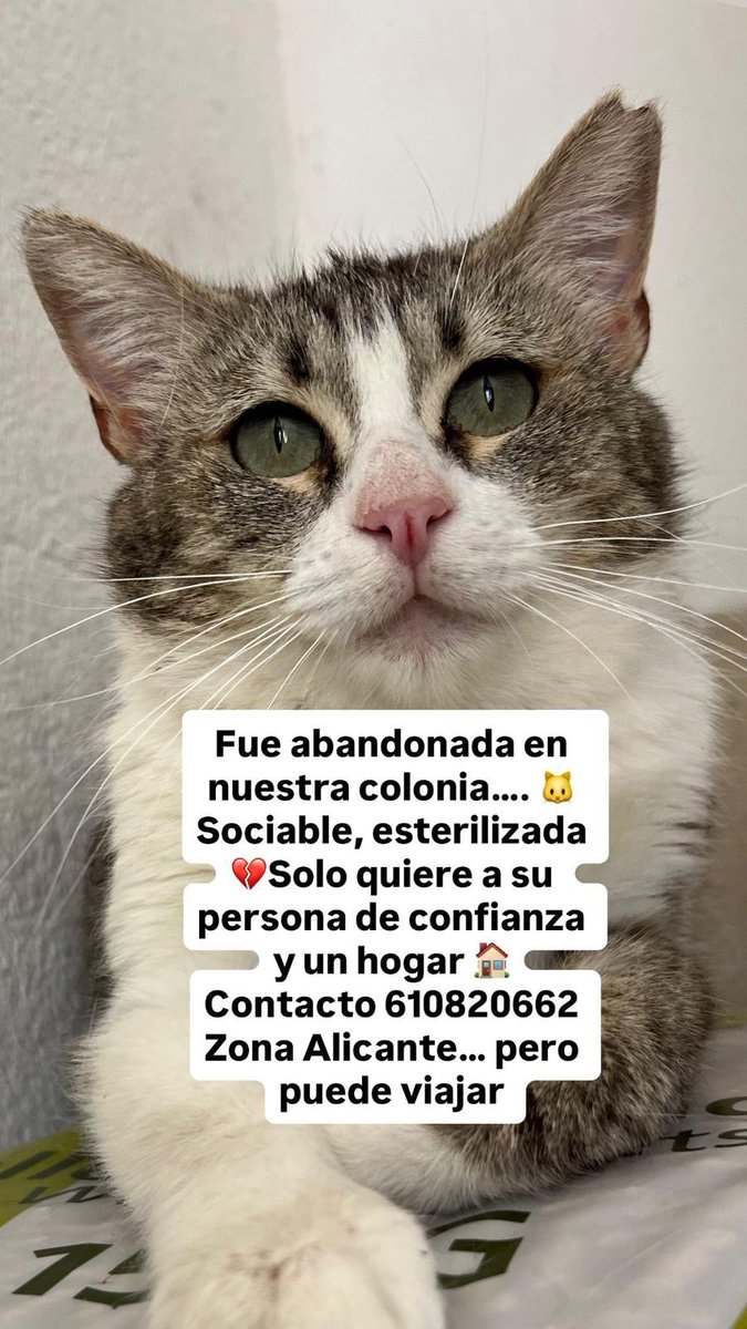 AcofalX's tweet photo. Gata abandonada en una colonia de Alicante necesita adopción, es muy sociable, está  esterilizada. Puede viajar tl.610820662 https://t.co/X2USW06wTT