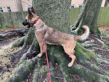 German Shepherd Rescue Elite ( GSRE ) tweet media