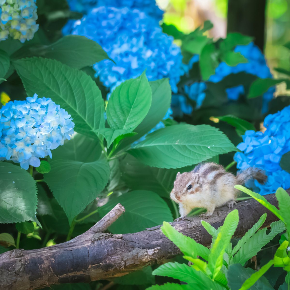 yoshito_photo1's tweet photo. モフモフと紫陽花と https://t.co/M5CiknVE5X