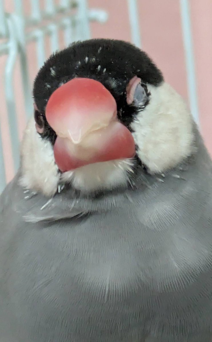 mimico32's tweet photo. こんばんは、文鳥タカシです。オレ可愛くウィンクしてみた。オンナは目が命😉オトコを沼らせる自信あります‼️ https://t.co/VX9xWtMLeX