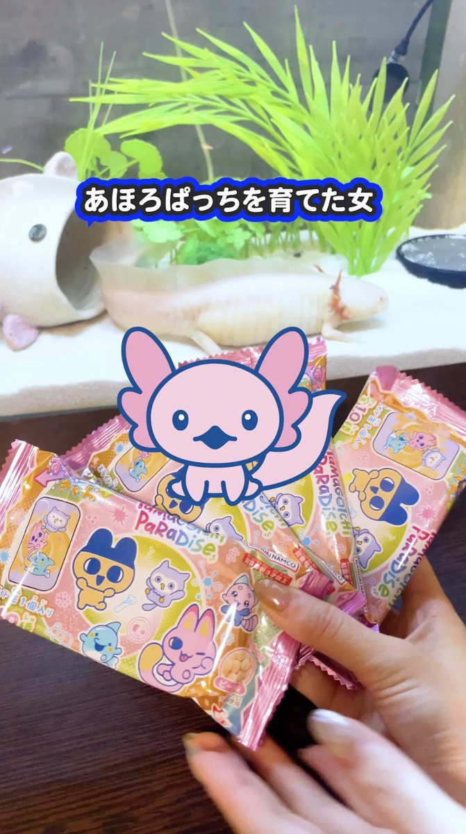 おはま（うぱ丸ちゃんねる）꒰( ˙-˙ )꒱ (@tangantyan) / Posts / X