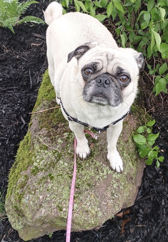starlord4e's tweet photo. #ThrowbackThursday โI came. I saw. I conquered.โ Or โIโm de Princess of de world!โ What youโs finks? #dogsofX #pugsofX #dogsoftwitter #pugsoftwitter #bigrock #rock https://t.co/r4YuJVfdXu