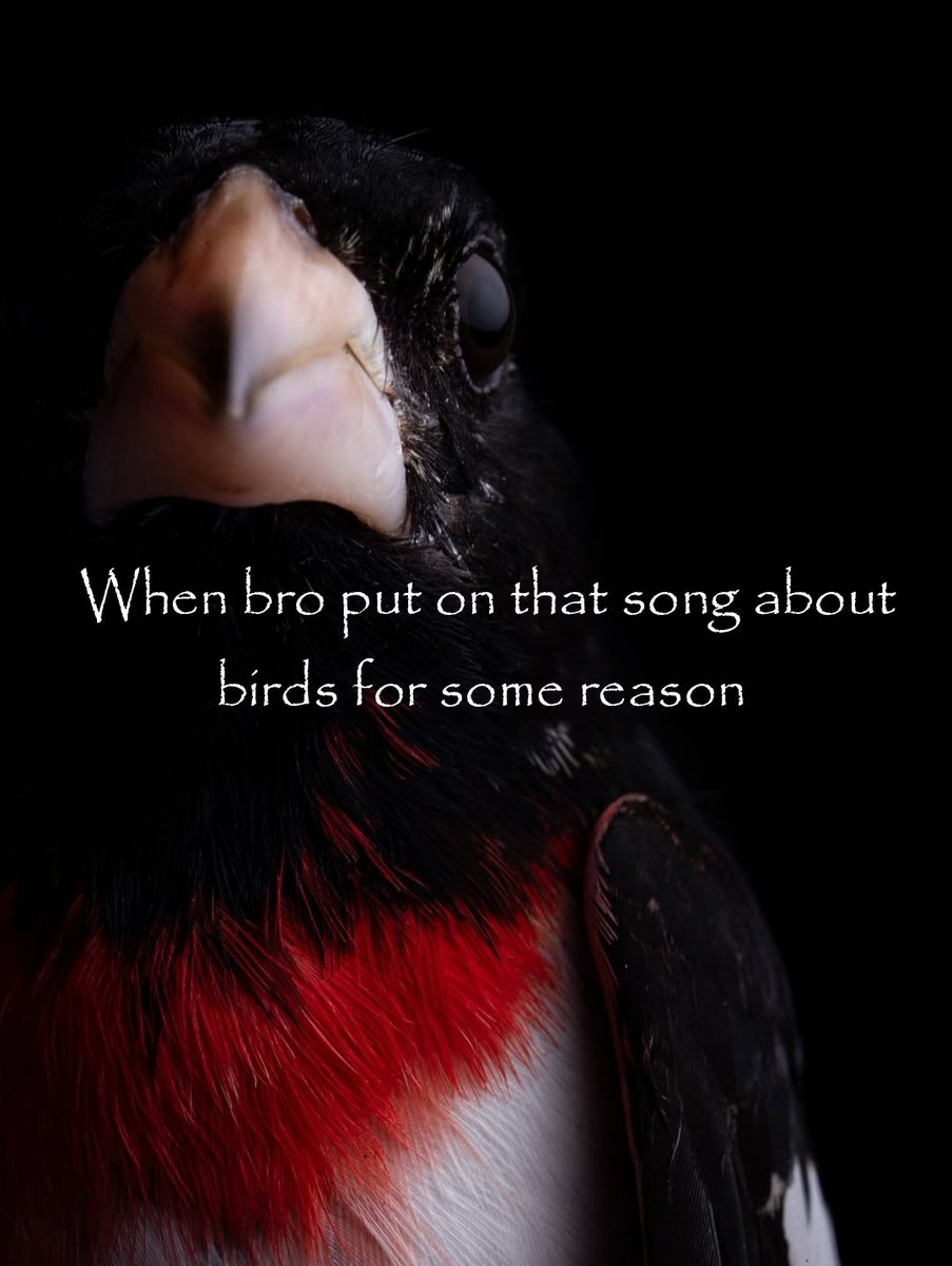 TrungDeConfused's tweet photo. @AvoAnimations 
Some memes, Happy 10 mil on the "birds for some reason" vid.

Original bird pic by gourmetbiologist (Instagram) https://t.co/xIvH6QdmCB