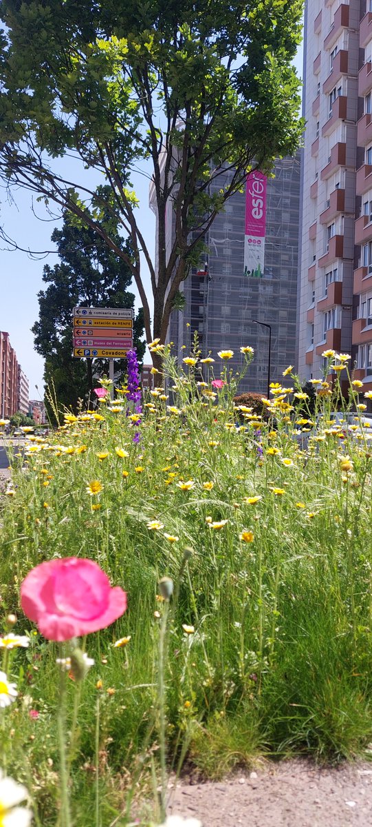 EMULSAGijon's tweet photo. #EMULSA desarrolla un proyecto piloto de #jardinería urbana en mediana Av Portugal #Gijón #Xixón Una "pradera florida u ornamental" que está en máximo esplendor de floración. Jardinería de "renaturalización" + económica y ambientalmente sostenible. https://t.co/qqzNu6FKQ1