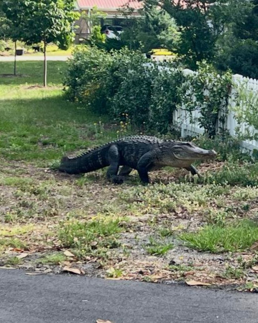 WBTV_News's tweet photo. A massive alligator was spotted roaming residential yards near North Carolina’s coast on Monday! 🐊

Details here: https://t.co/PxL2si523U https://t.co/K8lNuga8TW