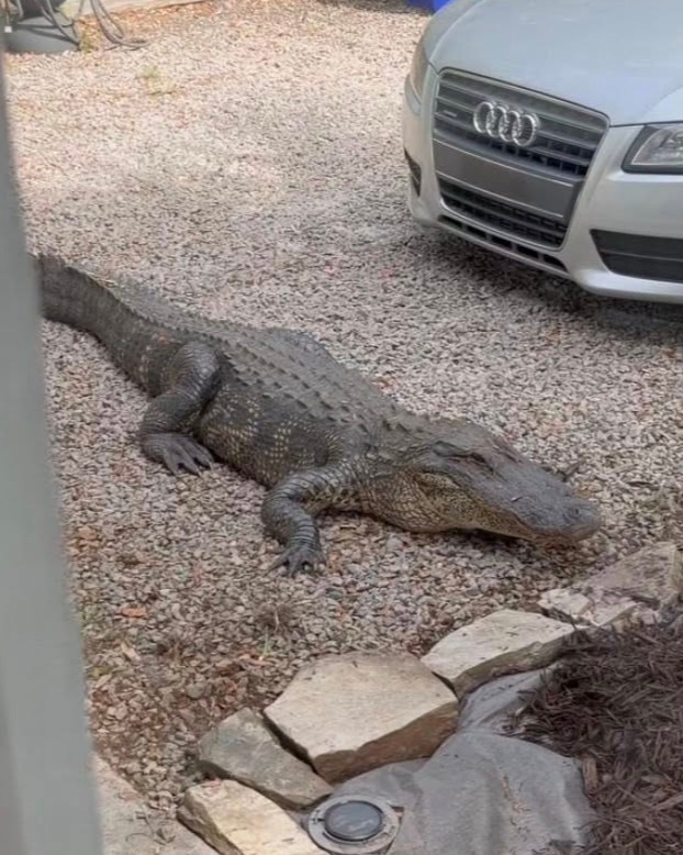 WBTV_News's tweet photo. A massive alligator was spotted roaming residential yards near North Carolina’s coast on Monday! 🐊

Details here: https://t.co/PxL2si523U https://t.co/K8lNuga8TW