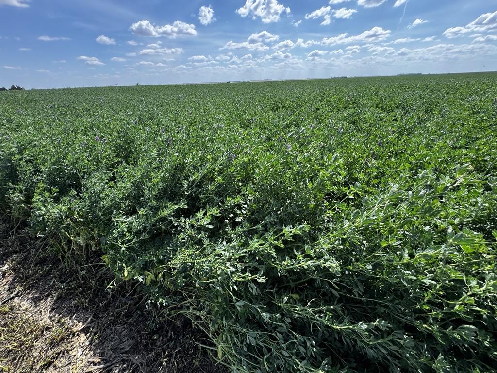 AgSpectrumCo's tweet photo. First alfalfa cutting of the year for this south-central Nebraska farmer!  🌱 This marks his third year utilizing the #MaximumFarming System on a glyphosate-tolerant field. He hasn’t needed to spray weeds in 2 years, thanks to stronger plant health and a canopy that closes quickly.  

The payoff? More bales and heavier bales with the System.
