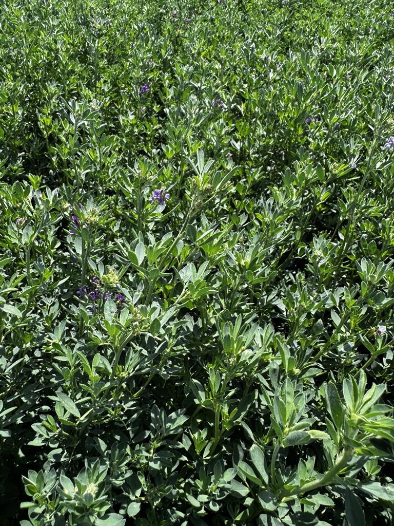 AgSpectrumCo's tweet photo. First alfalfa cutting of the year for this south-central Nebraska farmer!  🌱 This marks his third year utilizing the #MaximumFarming System on a glyphosate-tolerant field. He hasn’t needed to spray weeds in 2 years, thanks to stronger plant health and a canopy that closes quickly.  

The payoff? More bales and heavier bales with the System.