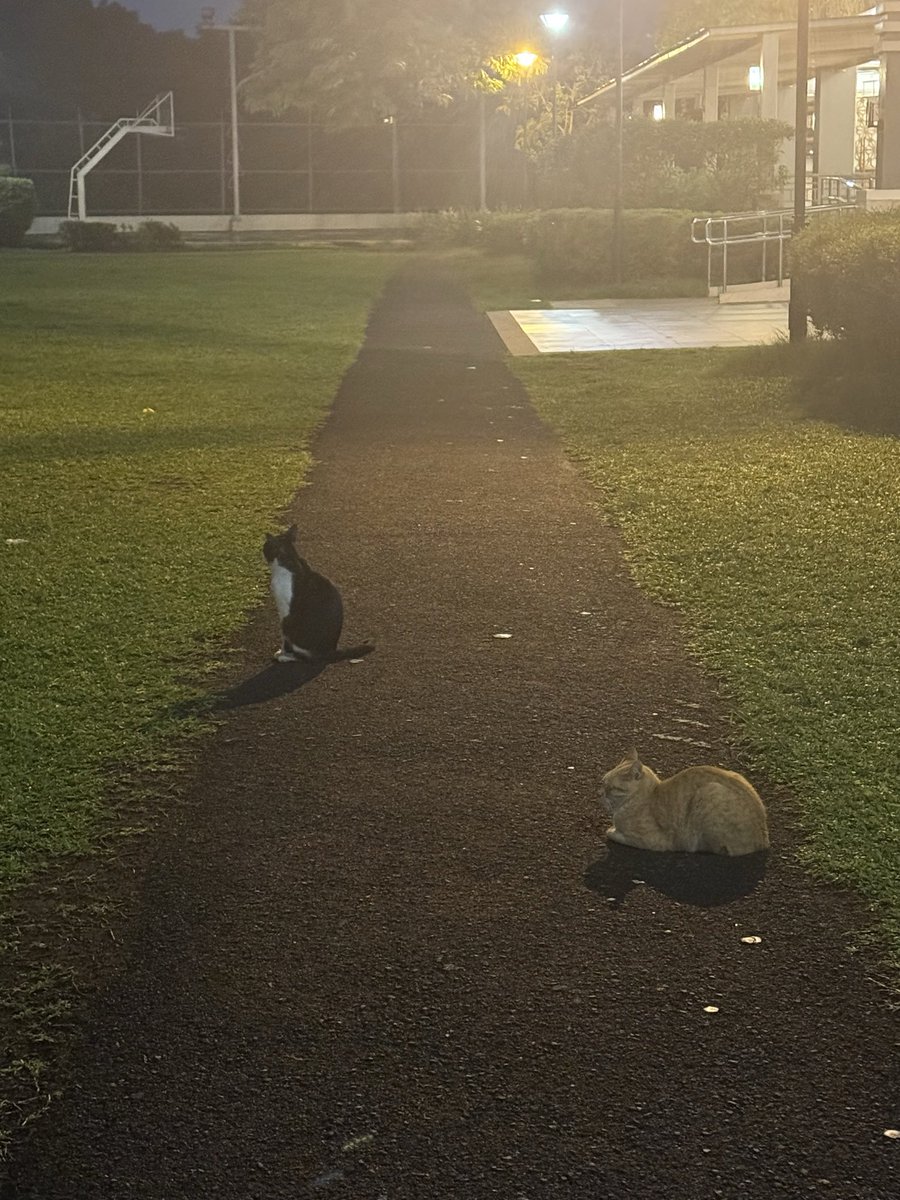 terrrible_nap's tweet photo. This long empty path.
Warm light.
Two tiny cats.
🌷🌻 https://t.co/u7nv026w5f