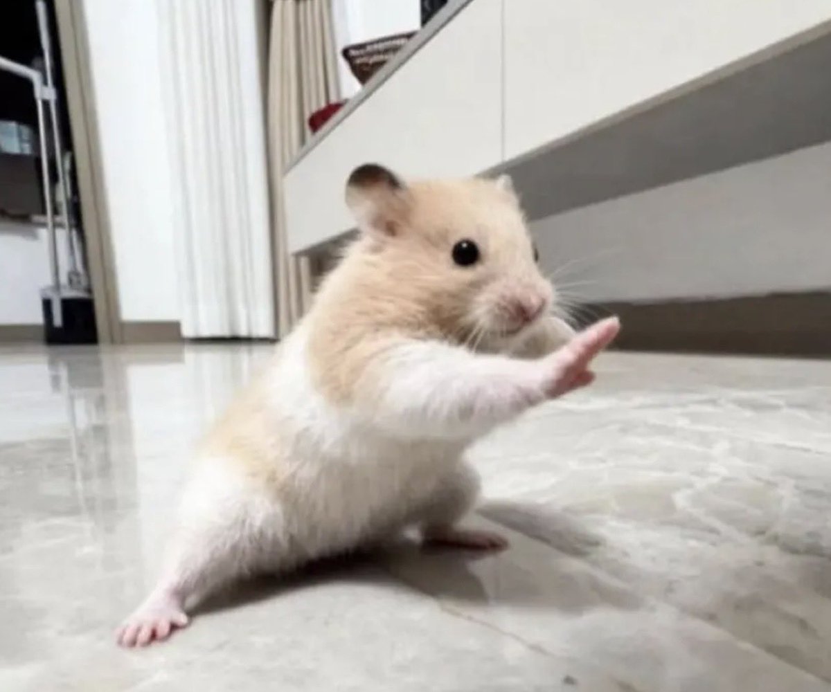 atalanta_cub's tweet photo. 私的にツボった写真🐹

ハムダーーーーーー変身‼️ https://t.co/NMtVq46zqx