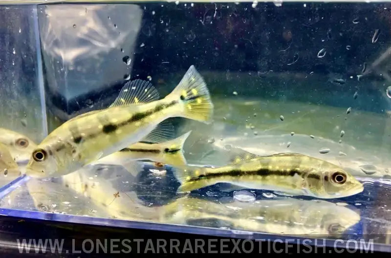 LS_RareFish's tweet photo. Discover the stunning Pinima Peacock Bass, a vibrant member of the Amazon River basin, known for its unique coloration and impressive size. Perfect for large aquariums! https://t.co/omCB7rigyg #peacockbass #monsterfish #fishkeeping #rarefish #exoticfish #aquariumhobby https://t.co/BPkT6sJzsH