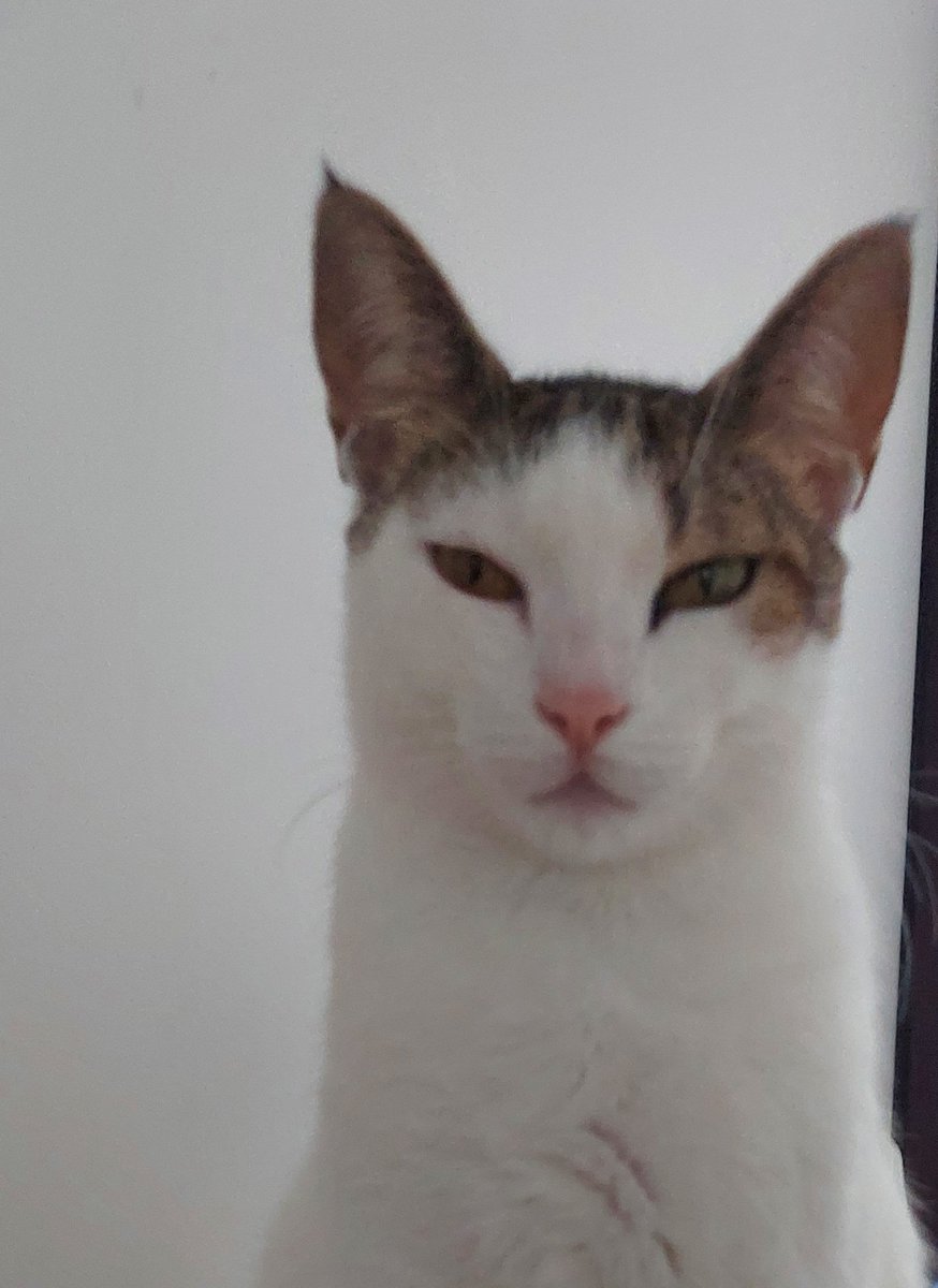 NikitaDReche's tweet photo. @lasuliss Gente, é idêntica a minha gata https://t.co/m7CO5XHNMy