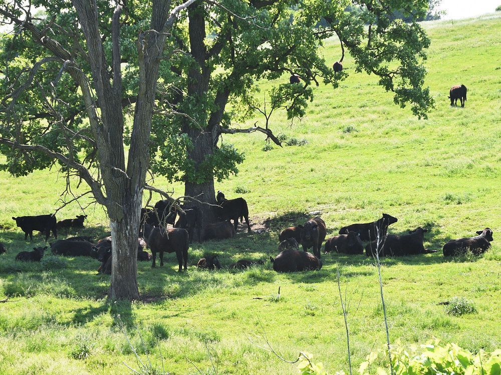 MRFImpacts's tweet photo. Researchers are collaborating to genetically improve #beef #cattle breeds so that they are healthy and productive in hot, humid weather, which is common in the southern U.S. 

https://t.co/dp8haa5tfj 

@SouthernAES #SouthernAgResearch #NationalBeefMonth https://t.co/5anKhfQAl5