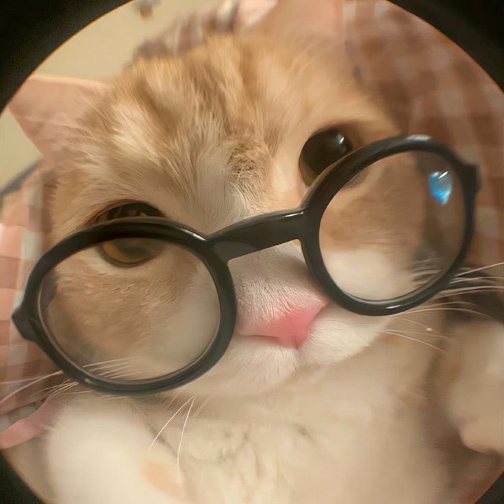 echaerubim's tweet photo. meowchae https://t.co/XpgI63YlP9