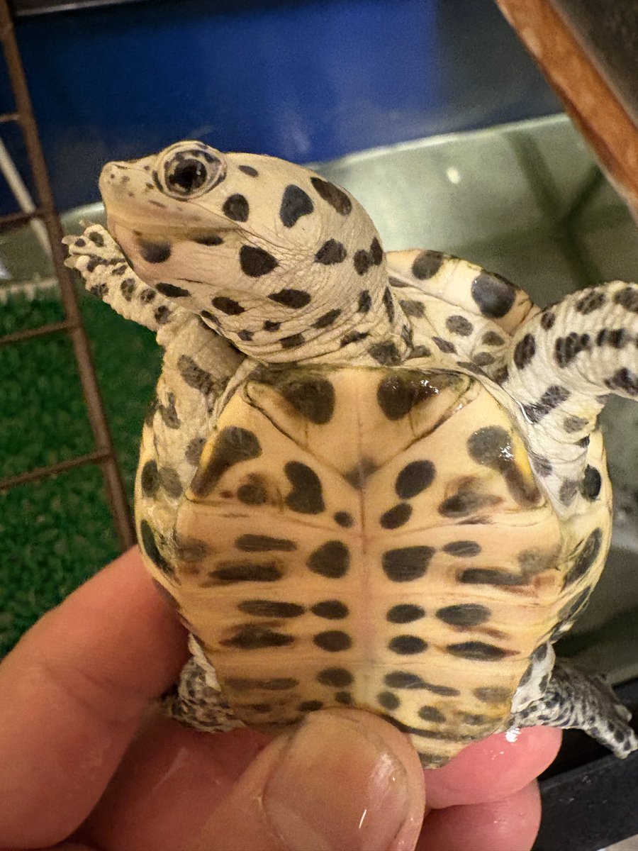 torano7878's tweet photo. 昨日とは別の個体🐢
どっちも好きだな🤩

#テキサスダイヤモンドバックテラピン
#DBT
#亀 https://t.co/1VOvxO1k4q