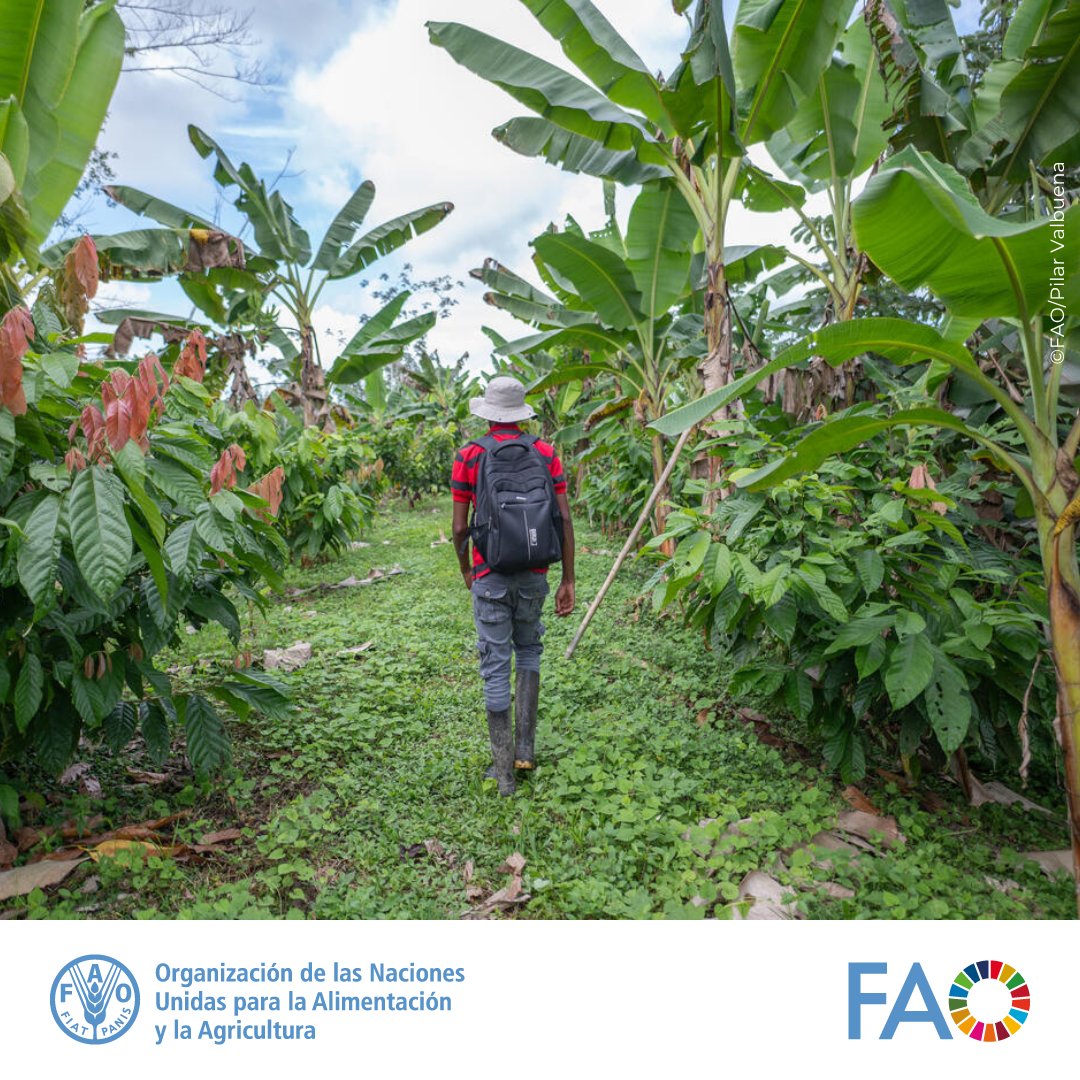 FAOFFKP's tweet photo. No siempre es un camino fácil, pero es ahí donde nacen los aprendizajes que transforman

Porque innovar no es solo aplicar tecnologías, es reconocer saberes, escuchar y cocrear desde el territorio
▶️https://t.co/WjbFTa4iGl

@somosagrosavia

#EscuelasDeCampo #AgriculturaFamiliar https://t.co/sUoG2FD4ZR