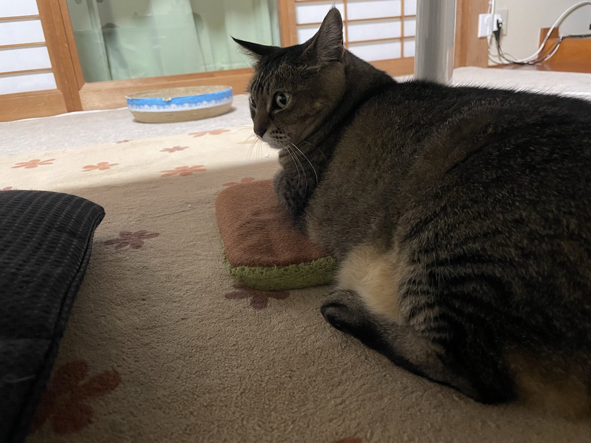 0025ms's tweet photo. 暑いのに猫用ヒーターに乗る猫(電源入れてないので暖かくない)
この上が自分の場所って思ってるのかなぁ https://t.co/Q4S42jxaw5
