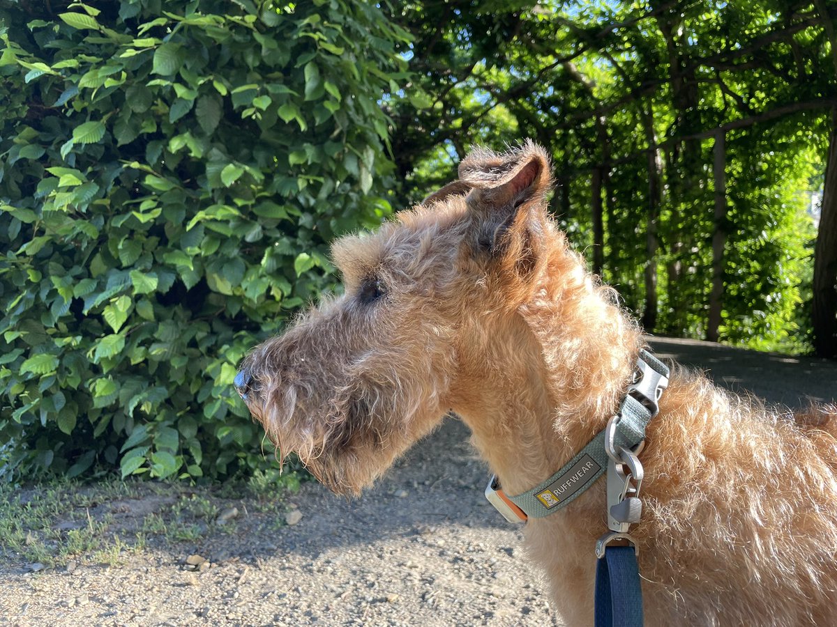 OlaKwiecien3's tweet photo. #dogsoftwitter #academictwitter last (for some time) early morning walk in Park #Sanssouci, last coffee&amp;biscuit in Cafe Freundlich, last scientific discussion in #GFZ… Our academic travels are not yet over, but we will miss Potsdam! https://t.co/LqCXiF8rx9