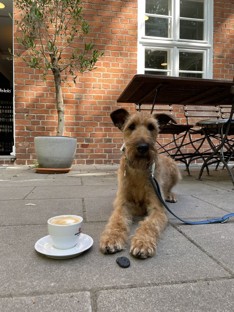 OlaKwiecien3's tweet photo. #dogsoftwitter #academictwitter last (for some time) early morning walk in Park #Sanssouci, last coffee&amp;biscuit in Cafe Freundlich, last scientific discussion in #GFZ… Our academic travels are not yet over, but we will miss Potsdam! https://t.co/LqCXiF8rx9