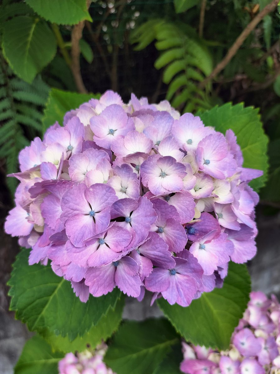 今晩は🙇今日もお疲れ様です🙇この間の紫陽花が綺麗に咲いてたよ🙇今日