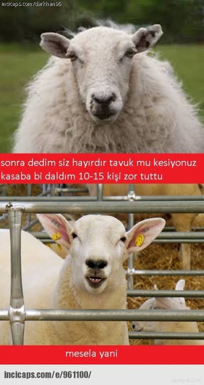 ahmetgottensikenoglu tweet media