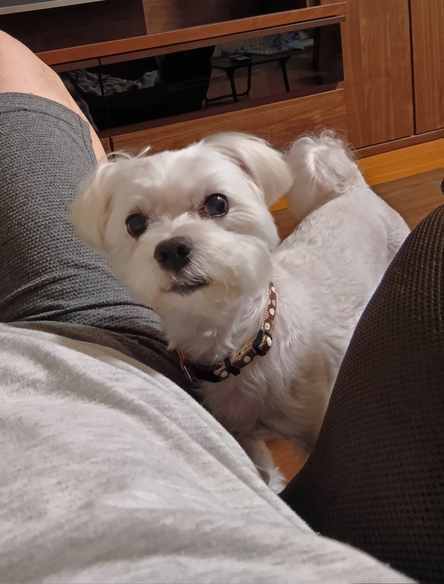 hanabi618's tweet photo. 【犬を飼うメリット】
毎日甘えに来てくれる😚💕 https://t.co/2CPggQqCRZ