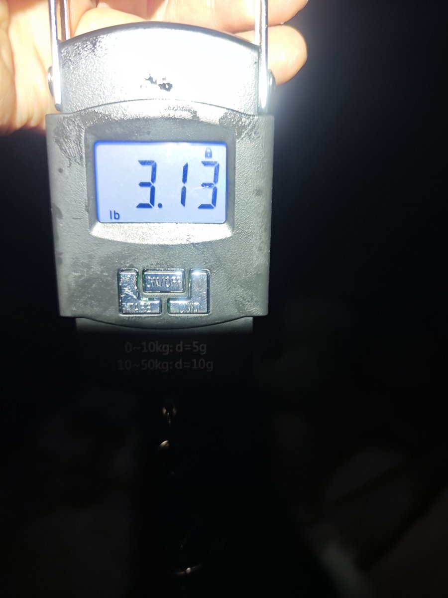 BLIT1111's tweet photo. あんなに釣れなかったキロアップが2連続釣行でいとも簡単に…そして３キロ…

の、割にはこの前釣ったのと変わらないなぁ…軽くね？？でもついに三キロや！！！
と思ってたらポンド表示でした笑 https://t.co/LEQX4FrxLl