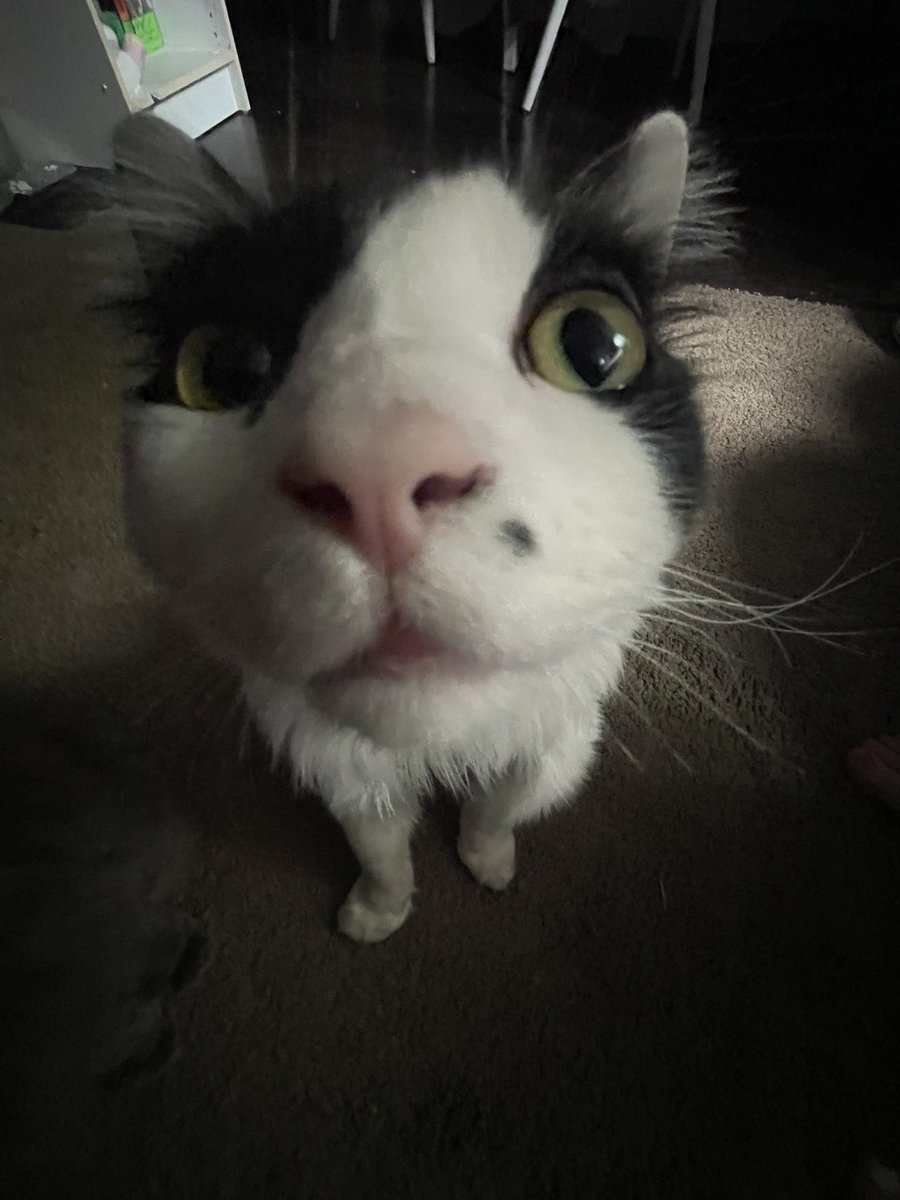 pepperbug's tweet photo. i'm fucking crying his legs look like his entire body. https://t.co/b7SEM7acw9