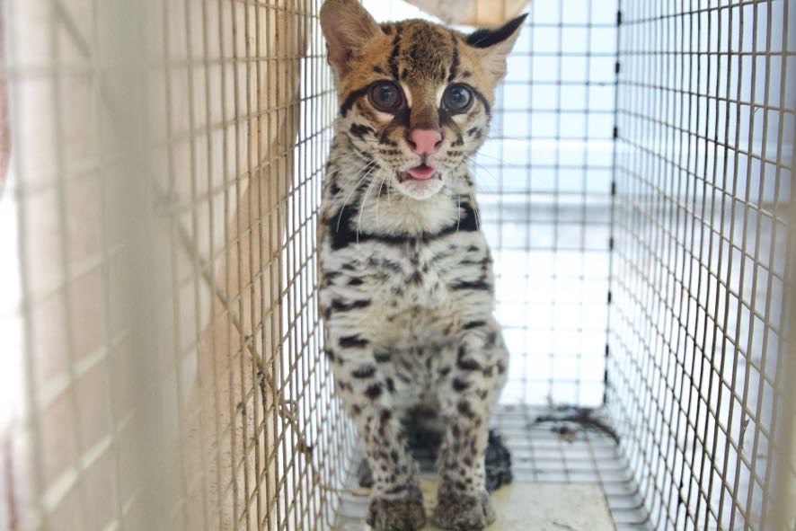 Ambientebogota's tweet photo. #EsNoticia 📰 | Rescatamos a tigrillo, 🐯 víctima del tráfico ilegal, que fue visto en la mañana del martes 26 de mayo en el patio de un jardín infantil de la localidad de Suba. 
Entérate de todos los detalles sobre este operativo 👉🏽 https://t.co/r0XUNLxQkK https://t.co/qejM9Ml5ff