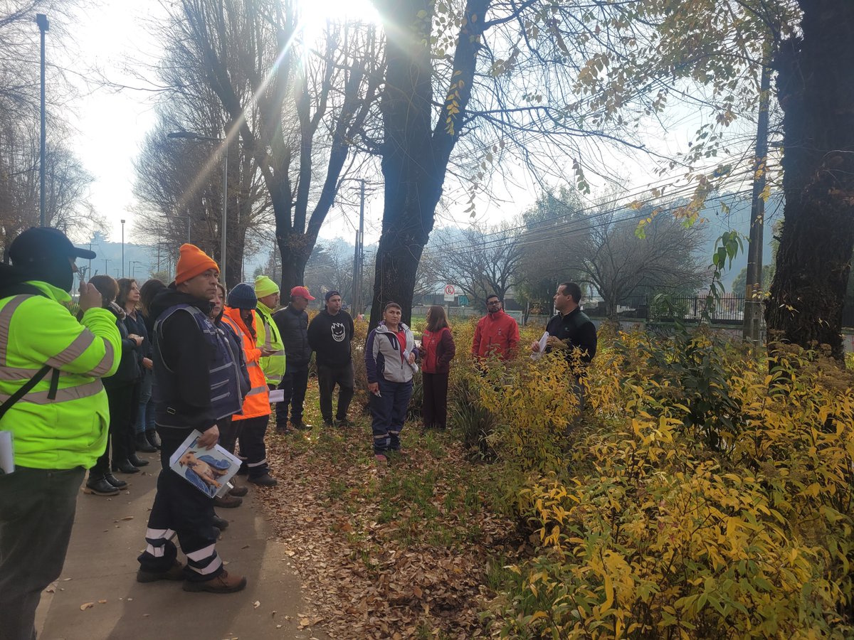 conaf_araucania's tweet photo. 1/2 🌳✂️En el marco del Plan de Descontaminación Atmosférica de Temuco y Padre Las Casas, #CONAF realizó jornada de capacitación en “Buenas prácticas en poda urbana”, dirigida a funcionarios municipales y empresas vinculadas al mantenimiento del arbolado urbano.

#ArboladoUrbano https://t.co/sLswnMDKLO