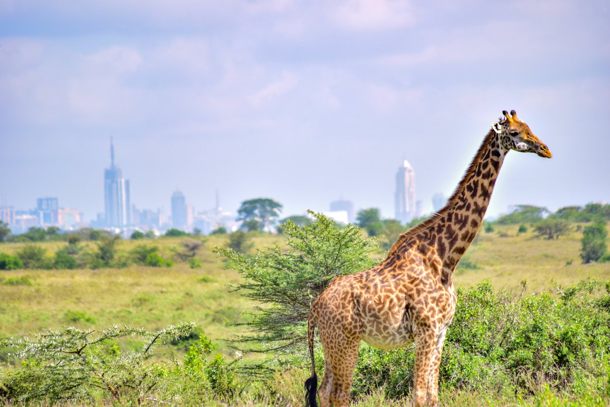 maxwell freemanke 🇰🇪 tweet media