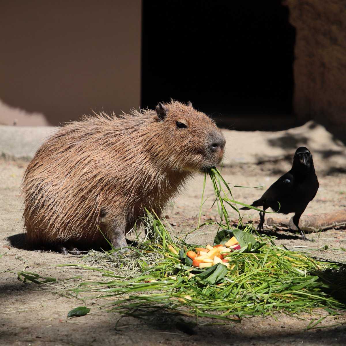 Capybara_siesta's tweet photo. striking a pose. #capybara 
#カピバラ #東山動植物園 #名古屋 https://t.co/q1QemV9iSp