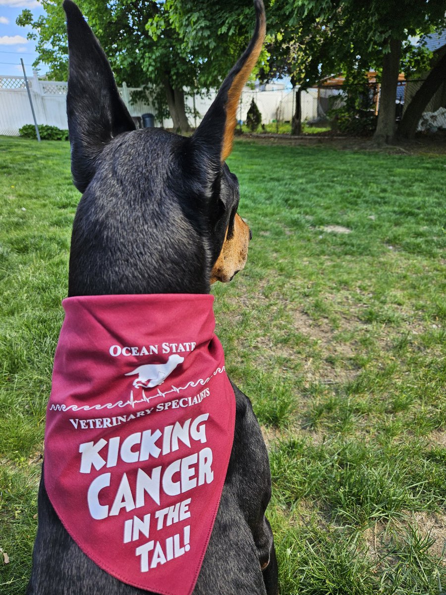 Beavertaillover's tweet photo. #Doberman #DevilDog  #Dobie  #lymphoma  @TonytheTiger57      Rosie has finished her Tanovea chemo,  5 treatments at 3 week intervals. She has been in remission since week 2.  Been bumps in the road but she has had many more good days than bad, she is still her wonderful self ❤️ https://t.co/CYUcpxL4kU
