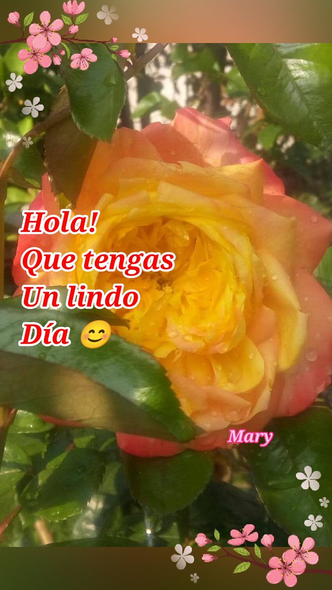 violet_68's tweet photo. @maig201394 Hola amiga querida! Gracias ☺️ Que el día de hoy sea para ti, lleno de lindas bendiciones.. TQM besos 😘😘😘🙏🌹🌺🌷🪷🌸🌼🌻💜 https://t.co/sAiuujCVsK