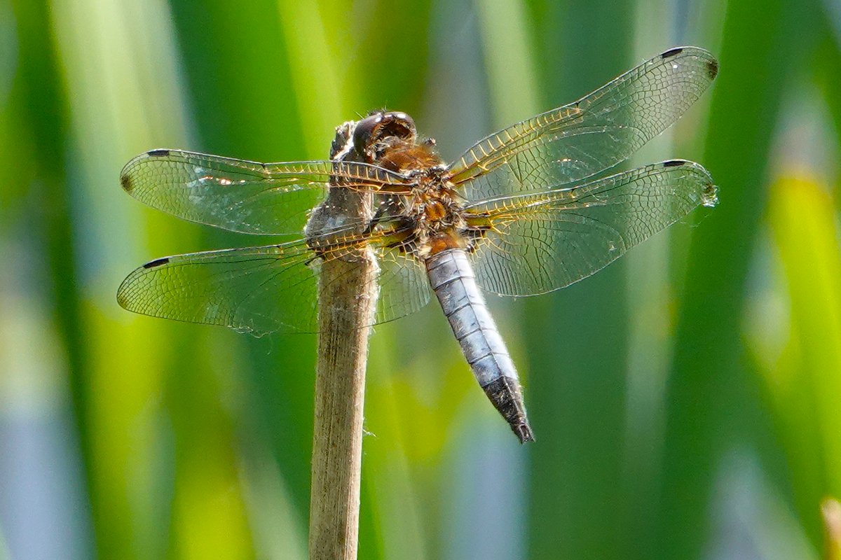 dartfordtrapper's tweet photo. 12 species of Dragonfly this morning at New Hythe including Norfolk Hawker, Scarce Chaser, Four-spotted Chaser and Common Blue Damselflies. https://t.co/8c1QFfkaRT