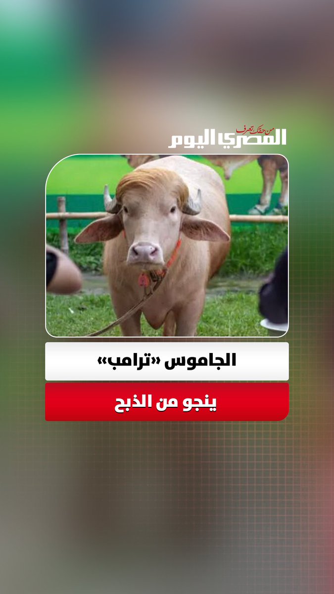 «بسبب خصلة شعره الشقراء».. الشهرة تنقذ الجاموس "ترامب" من الذبح في عيد الأضحى بـ«بنجلاديش» 