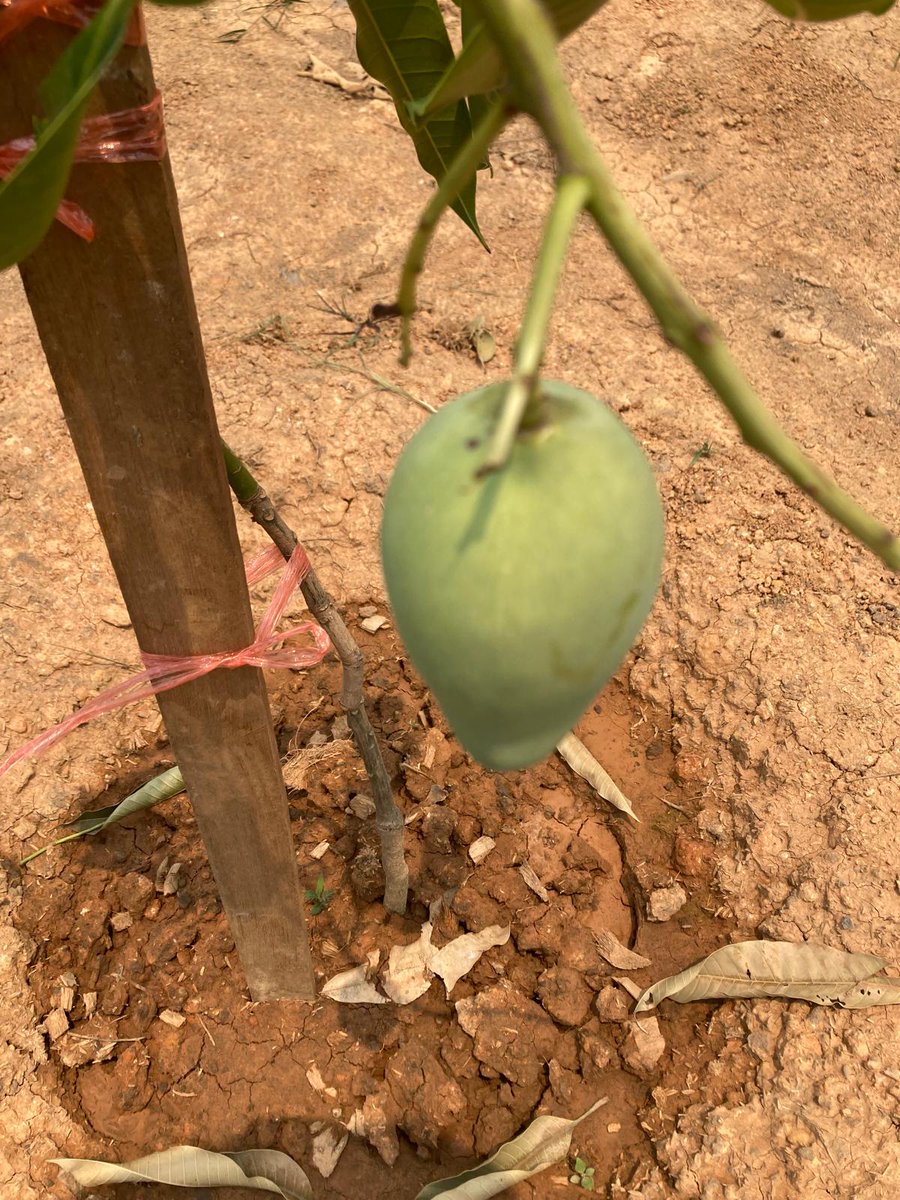 MackankMarkus's tweet photo. Nice when mango 🥭 comes to life on tree we planted. #عیدقرباں_عہدمزاحمت #HealthyLifestyleWithGSSY #grow #love https://t.co/TwlnfKWbNq