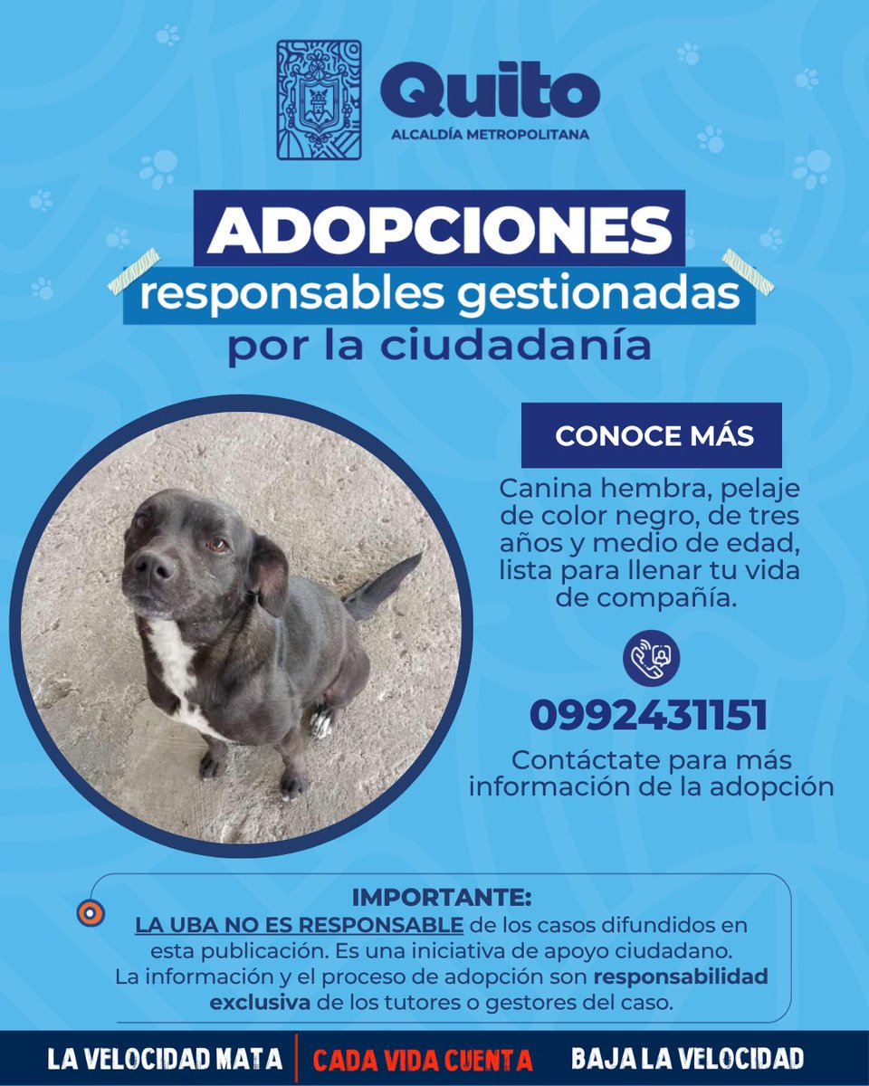 UBAQuito's tweet photo. 🐾 #AdopciónExterna | Adopta y descubre el poder de transformar una vida❤️‍🩹🏡.
Si no puedes adoptarla, ¡ayúdala a encontrar un hogar amoroso compartiendo esta publicación! 🐾
Con adopciones responsables #QuitoRenace 🍃 https://t.co/N5AMgfZY6i