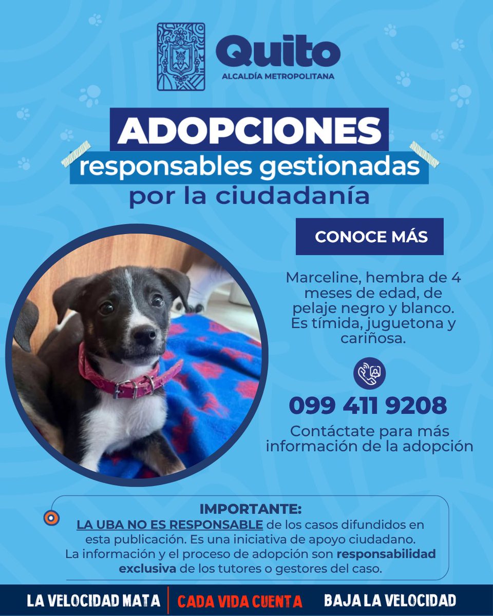 UBAQuito's tweet photo. 🐾 #AdopciónExterna | Adopta y descubre el poder de transformar una vida❤️‍🩹🏡.
Si no puedes adoptarla, ¡ayúdala a encontrar un hogar amoroso compartiendo esta publicación! 🐾
Con adopciones responsables #QuitoRenace 🍃 https://t.co/N5AMgfZY6i
