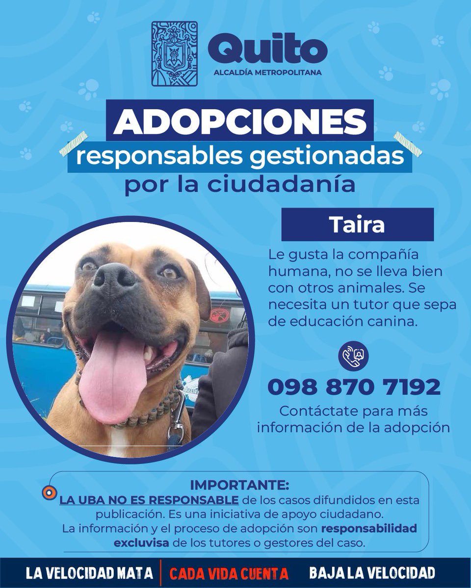 UBAQuito's tweet photo. 🐾 #AdopciónExterna | Adopta y descubre el poder de transformar una vida❤️‍🩹🏡.
Si no puedes adoptarla, ¡ayúdala a encontrar un hogar amoroso compartiendo esta publicación! 🐾
Con adopciones responsables #QuitoRenace 🍃 https://t.co/VQuoejbeBS