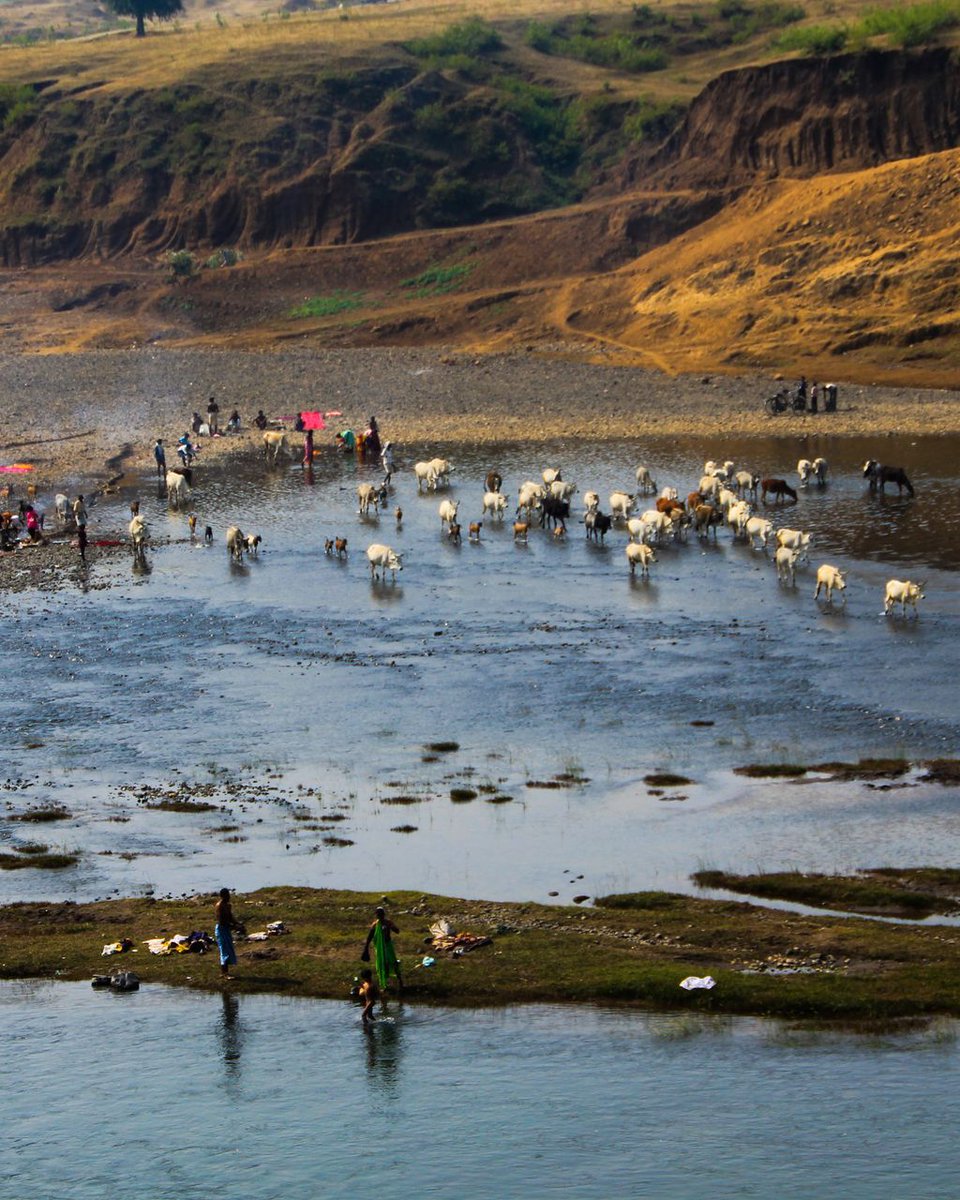 AnandPrmar's tweet photo. Cows crossing the sacred Sangam of the Narmada and Budhner rivers at Devgaon — a timeless rural scene where nature, faith, and daily life flow together.

देवगांव में नर्मदा और बुढ़नेर के पवित्र संगम को पार करती गायें —
गांव की सादगी, प्रकृति और आस्था का सुंदर दृश्य।

#Narmada https://t.co/J4jmpvPYB5