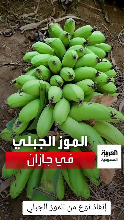 ksharyfe's tweet photo. @iAl3eez قريب شبه بالموز اللي يسموه الزعبي https://t.co/zHIvQTwhH4
