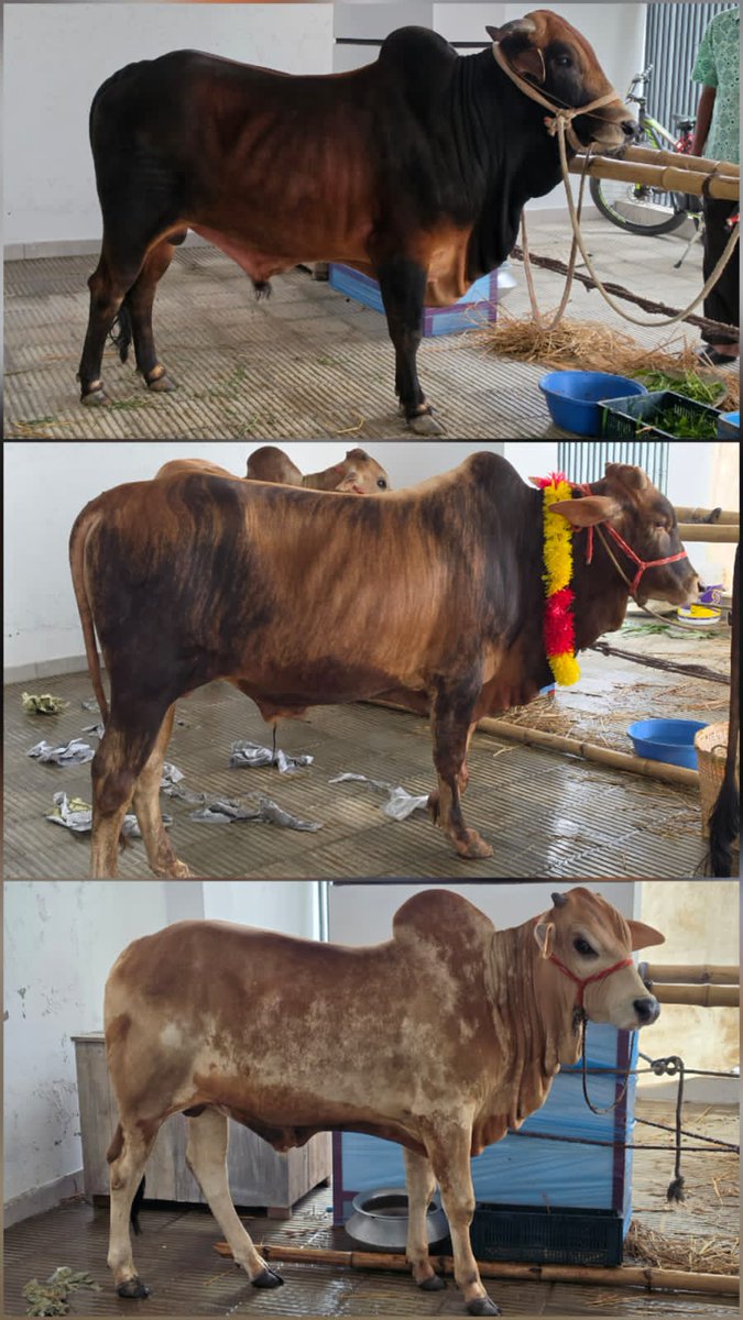 ShaplaF's tweet photo. Like every year, we successfully completed our Qurbani Project this Eid! With the generous support of our donors, we were able to arrange the Qurbani of 3 cows and distribute meat among our sponsored children and their families. A heartfelt thank you to all our donors. https://t.co/TOBrdtRUxF