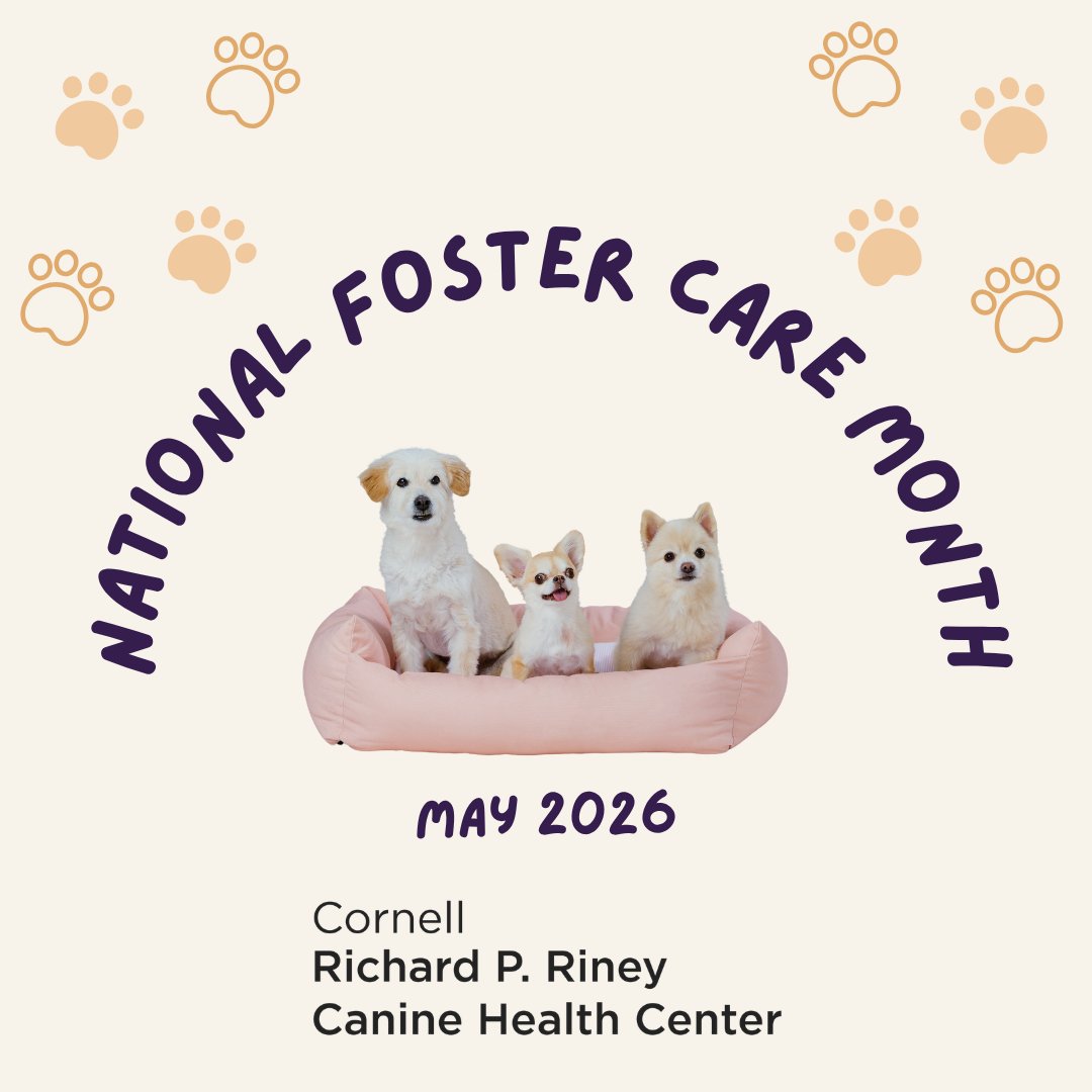 cornelldogs's tweet photo. Many shelters need help fostering dogs &amp; puppies as they see an influx around this time of year. Foster care can range from a few days to a few weeks &amp; can have an enormous impact on the well-being of animals prior to adoption. Check out the link below.
https://t.co/XsuJXk0vbi https://t.co/yzAS4dMiwG