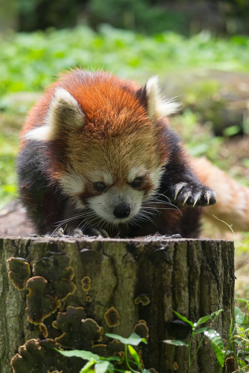 今月の多摩から 切り株くんくんルンルンくん🐾 #レッサーパンダ #多摩