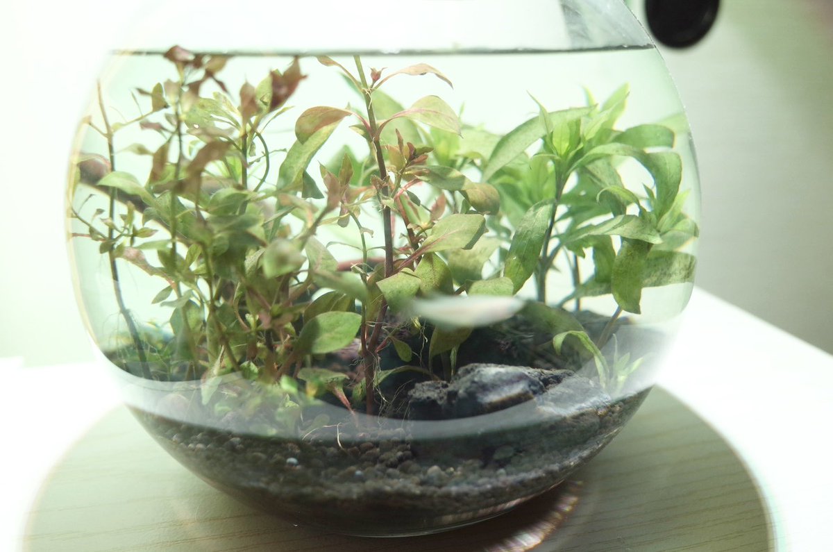 pyonkichi32's tweet photo. 水草がカットされて広くなってからすごい速さで泳ぐようになったメダカ🐟ほぼ残像しか撮れない📷
というかgr2で撮るには限界がある😵
#アクアリウム
#gr2 https://t.co/qYsgxQjTYe