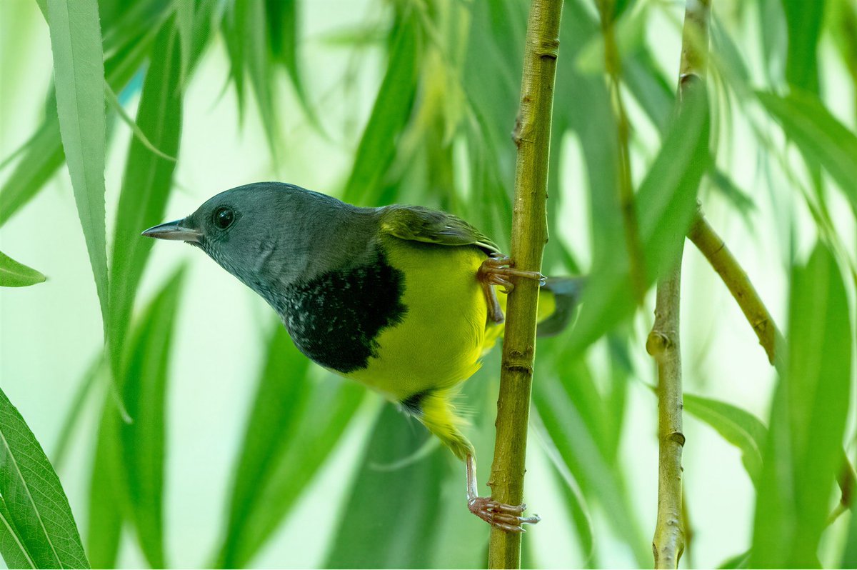 mitoGFP's tweet photo. More of the Mourning warbler from yesterday at @CentralPark_NYC pool area.  #birdcpp #BirdsSeenIn2026 #BirdsOfTwitter #birdphotography @BirdCentralPark #springmigration #warbler https://t.co/3osLkeXen4